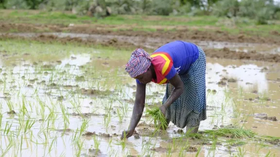 Ein Reisfeld in Mandalia (Tschad), wo der LWB-Weltdienst das Projekt „Gender Transformative Climate Adaptation“ im Tschadsee-Becken umsetzt. Das Projekt kümmert sich um vom Klimawandel betroffene Gemeinschaften im Tschad und in Kamerun. Foto: LWF/M. Renaux