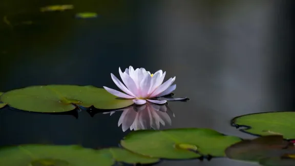 Foto von Daejeung Kim auf Unsplash Lotusblüte - Foto von Daejeung Kim auf Unsplash