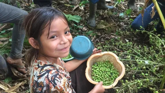 Ein Mädchen in der Region Ixcán im Nordwesten Guatemalas mit einem Teil der Kardamomernte ihrer Familie. Kardamom wird als „grünes Gold“ bezeichnet, da es die wichtigste Einkommensquelle für die Haushalte in der Region ist. Obwohl ein Teil davon vor Ort zu köstlichen Süßwaren, handwerklich hergestelltem Brot und aromatisiertem Kaffee verarbeitet wird, wird der überwiegende Teil in den Nahen Osten exportiert. Foto: ILAG